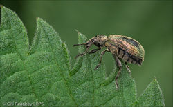 Green Nettle Weevil Feeding
