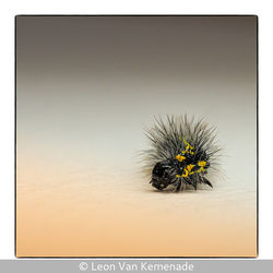 Scarlet Tiger Moth Caterpillar