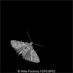 Ghostly Moth