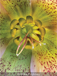 Inner Hellebore