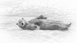 Polar Bear