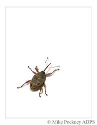 1 Weevil Study