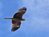 Red Kite