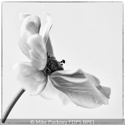 Tears Of An Anenome
