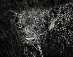 Moody Cow