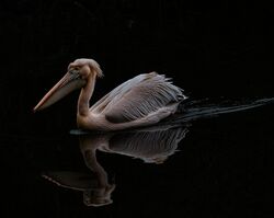 Pelican