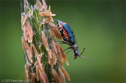 Common Malachite Beetle On Meadow Foxtail