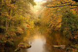 Golden Evening at Teign Valley
