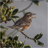 Redwing