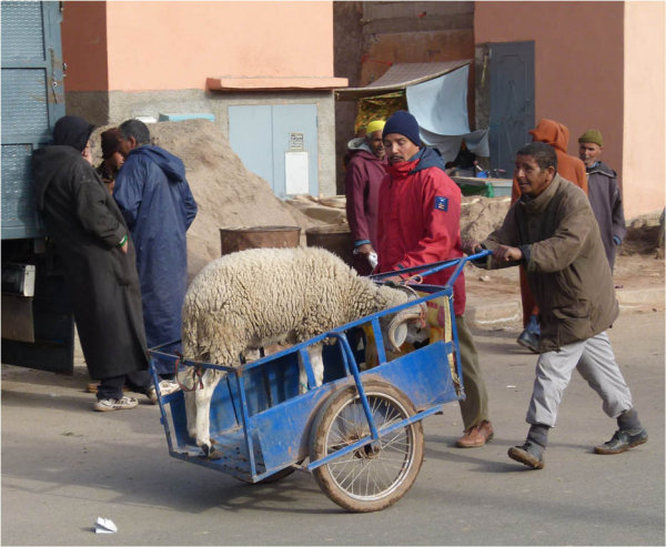 Sheep in Transit