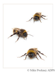 3 Bee Studies-2
