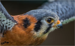 American Kestrel