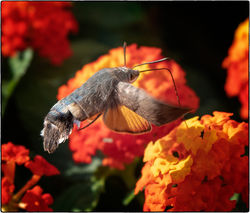 Hummingbird Hawk Moth Feeding On Lantana Blooms