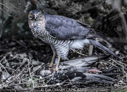 Hen Sparrow Hawk With Prey