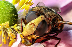 A 'Hornet Mimic' Hoverfly Feeding On Pollen Grains