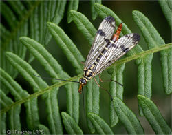 Female Scorpion Fly On Bracken