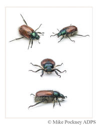 4 Garden Chafer Studies
