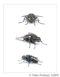 5 Fly Studies-2