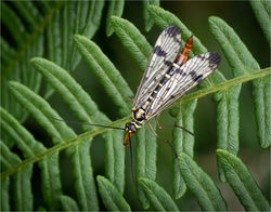 Female Scorpion Fly On Bracken
