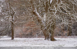 Colours Of Winter