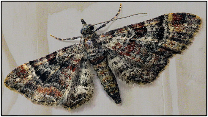 A pug moth - morphology of body scales