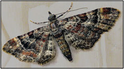 A pug moth - morphology of body scales