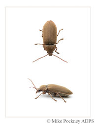 6 Click Beetle Studies-2