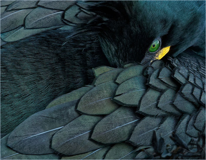 Nesting Shag