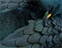 Nesting Shag