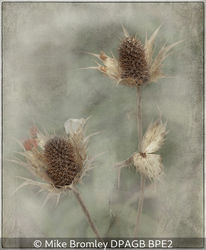 After The Flower Has Faded.
