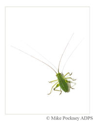 7 Speckled Bush-Cricket Study