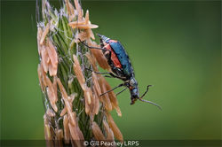 Common Malachite Beetle On Meadow Foxtail