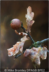 Oak Gall