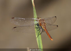 Grasping A Leaf