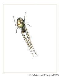 8 Orb Weaver Spider Study