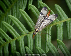 Female Scorpion Fly On Bracken