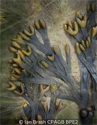 Kelp