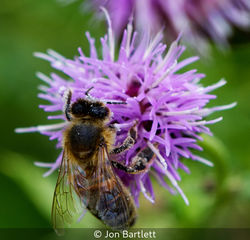 Pollenated Bee