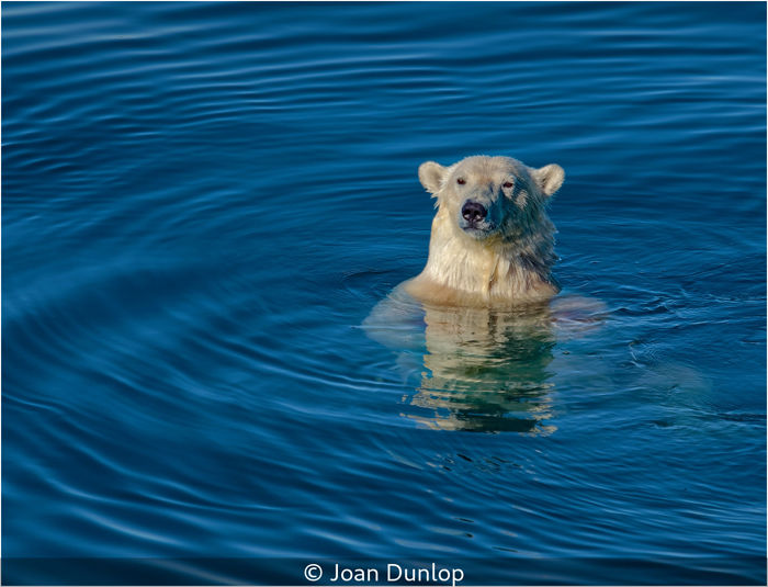 Polar Bear Swimming