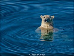 Polar Bear Swimming