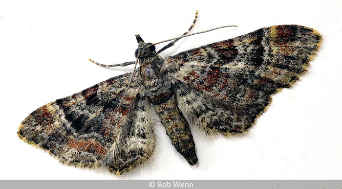 Scale Patterns In A Moth