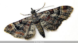 Scale Patterns In A Moth