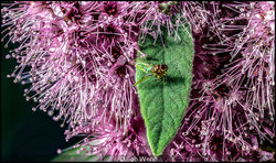 Small Fly On Pink Astilbe