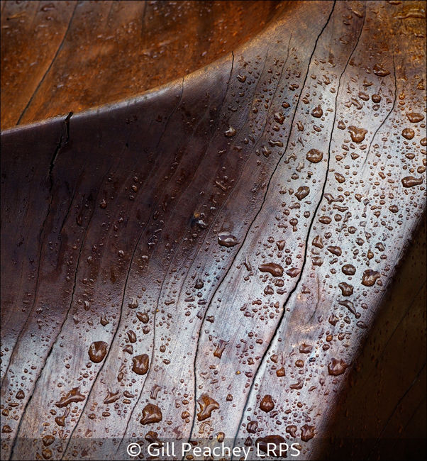 A Study Of Rain On Wood