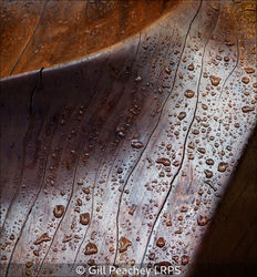 A Study Of Rain On Wood