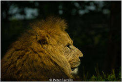 The King At First Light