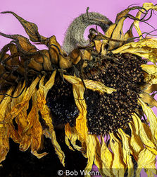 Old Sunflower