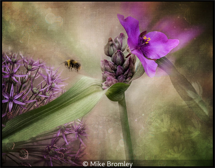 Down Amongst The Flowers.