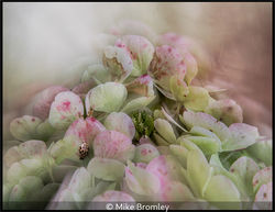 Faded Hydrangea.
