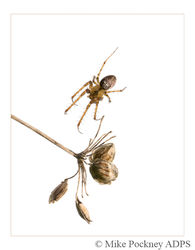 9 Spider over Seedhead